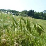 Bromus secalinus Alkat (teljes növény)