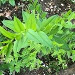 Coriaria myrtifolia Leaf