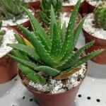 Aloe brevifoliaLeaf