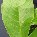 Cupania rufescens Other