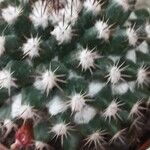 Mammillaria voburnensis Leaf