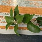 Ilex aquifolium Folha