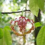 Monodora tenuifolia Flor