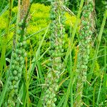 Kniphofia uvaria Frukt