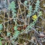 Alyssum serpyllifolium Hoja