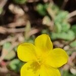 Helianthemum oelandicum Floare