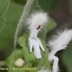 Acanthoprasium frutescens Blomma