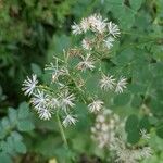 Thalictrum pubescensFleur