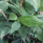 Sobralia powellii Hoja