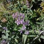 Nepeta grandiflora Blodyn