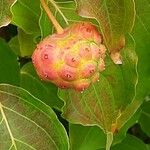 Cornus kousa Frucht