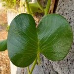 Ipomoea pes-caprae Feuille