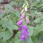 Campanula rapunculoidesFlor