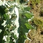 Onopordum acanthium Feuille