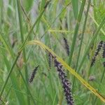 Carex ferruginea Flower