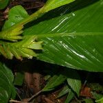 Hylaeanthe unilateralis Flower