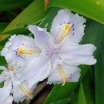 Iris japonica Žiedas