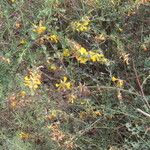 Acmispon dendroideus Fiore