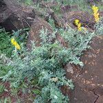 Crotalaria laburnifolia عادت