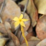 Voyria aphylla 花