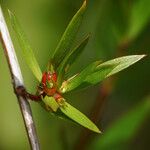 Ernodea littoralis Fruto