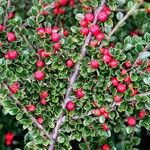 Cotoneaster nan-shan Blad