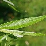 Salix acutifolia Hoja