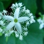 Trichosanthes cucumerina Λουλούδι