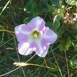 Calystegia soldanella Λουλούδι