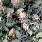 Centaurea acaulis പുഷ്പം