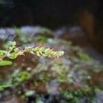 Droguetia gaudichaudiana Flor