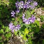 Phlox divaricataFlower