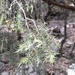 Juniperus oxycedrusЛист