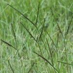 Paspalum distichum Plod