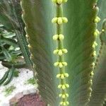 Euphorbia murielii ഇല