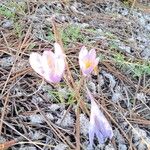 Crocus autumnalis Кветка