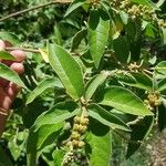Croton flavens Frukt
