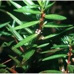 Rotala ramosior Hábito