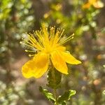 Hypericum balearicum Blüte