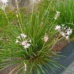 Tulbaghia violacea Hostoa