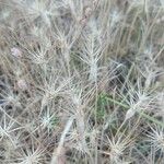 Aegilops geniculata Fruto