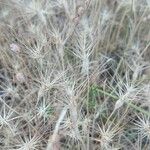 Aegilops geniculata Fruit