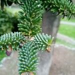 Abies numidica ഇല