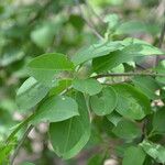 Stegnosperma cubense Leaf