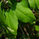 Philadelphus coronarius Leaf