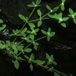 Alternanthera sessilis عادت داشتن