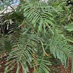 Acacia mearnsii 形態