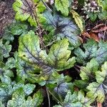 Tiarella cordifolia 葉