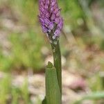 Orchis italica 整株植物