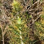 Ptilostemon hispanicus Leaf